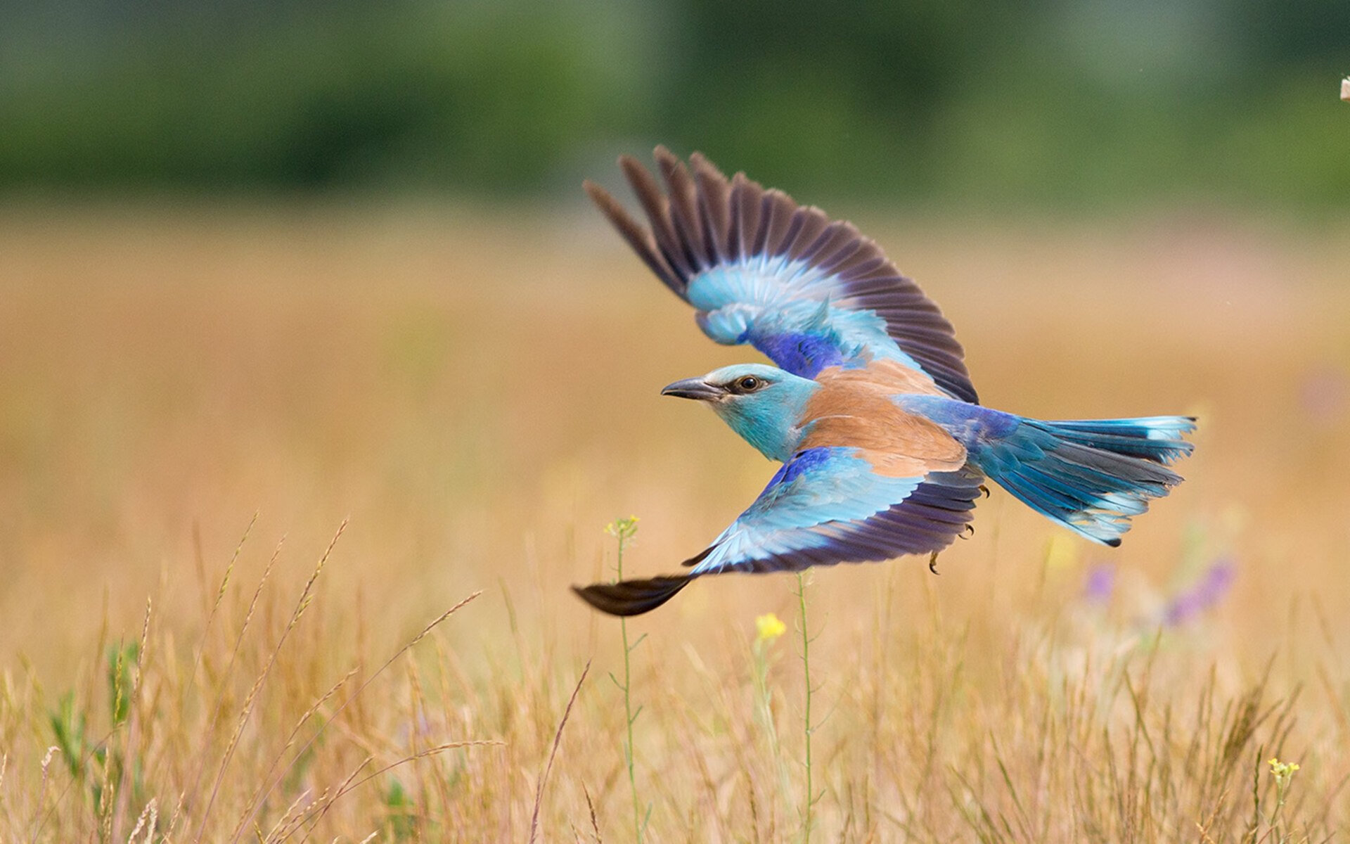 篮球之神今夜穿2号球衣，当伦纳德让掘金沦为背景板，我们见证了什么？